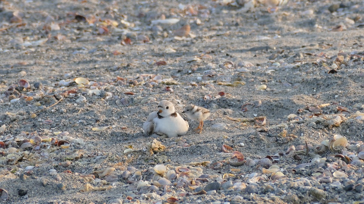 Piping Plover - ML620605510