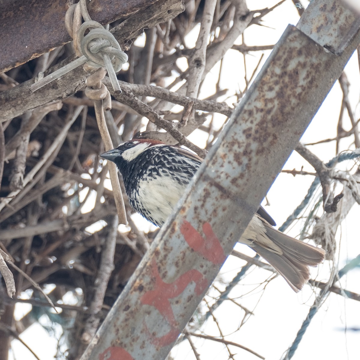 Spanish Sparrow - ML620605519