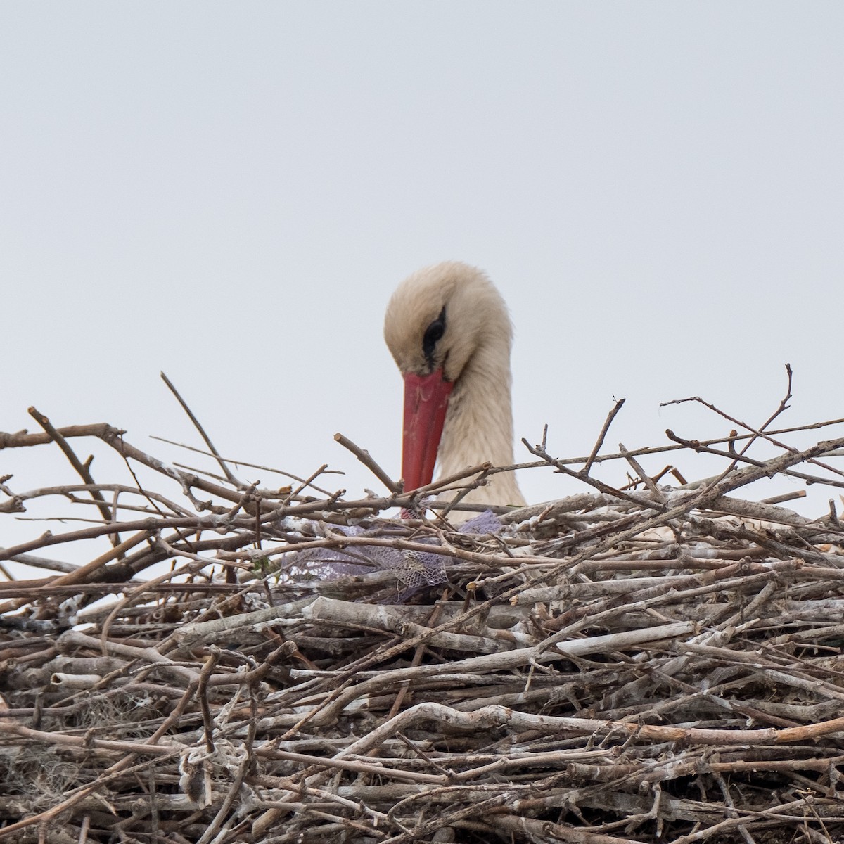 White Stork - ML620605522