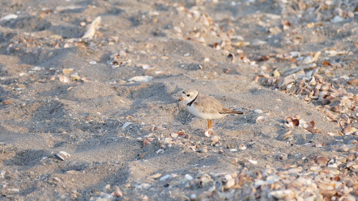 Piping Plover - Avery Fish