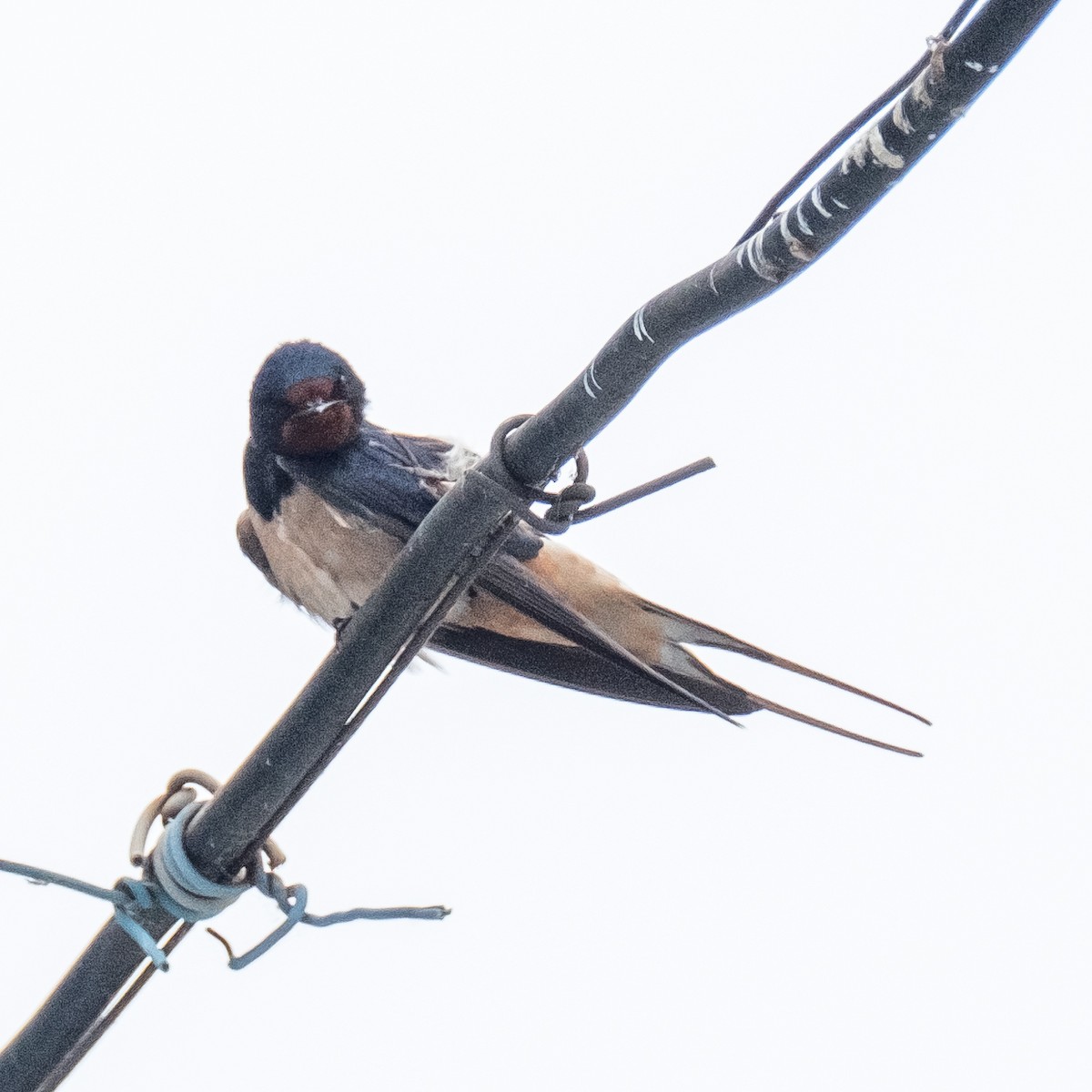 Barn Swallow - ML620605530