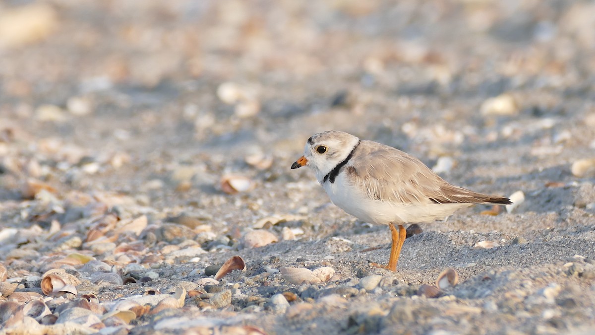Piping Plover - ML620605583