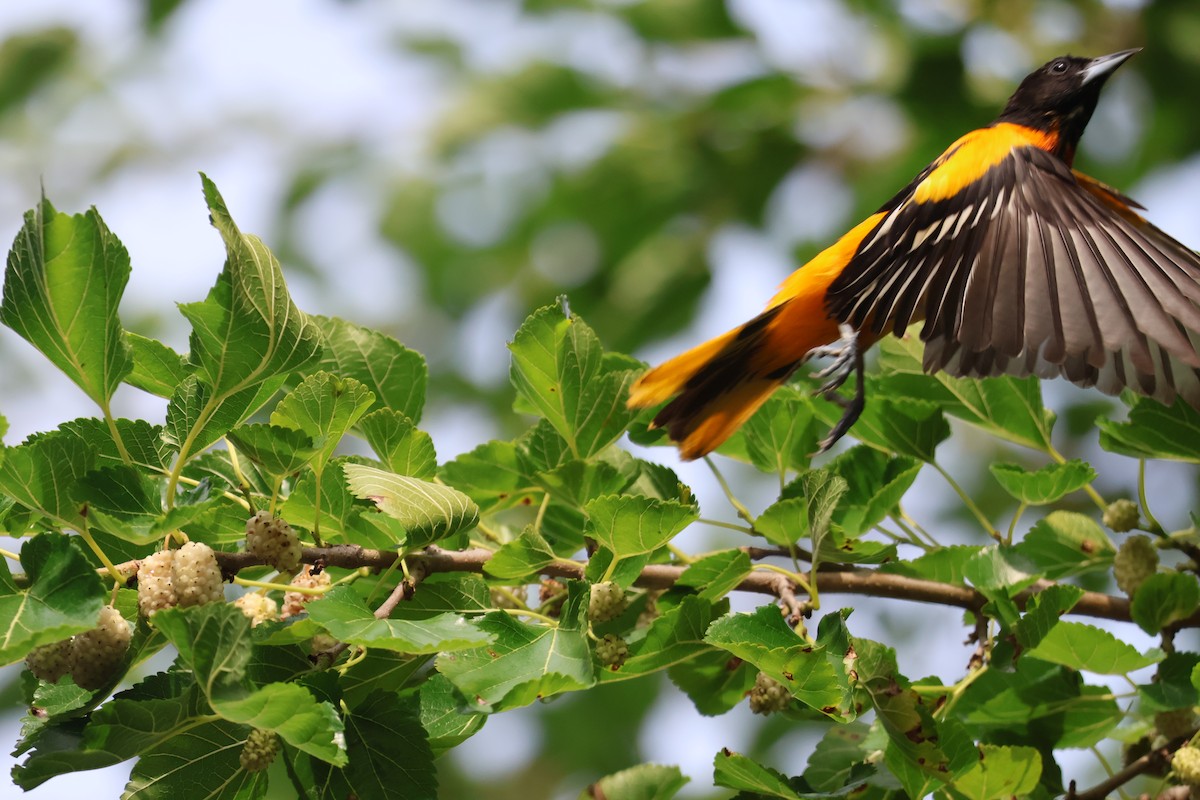 Baltimore Oriole - ML620605586