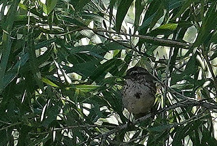 Song Sparrow - ML620605587