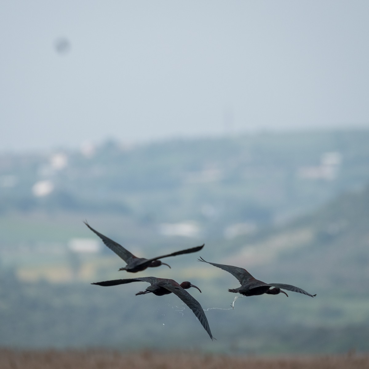 ibis hnědý - ML620605588