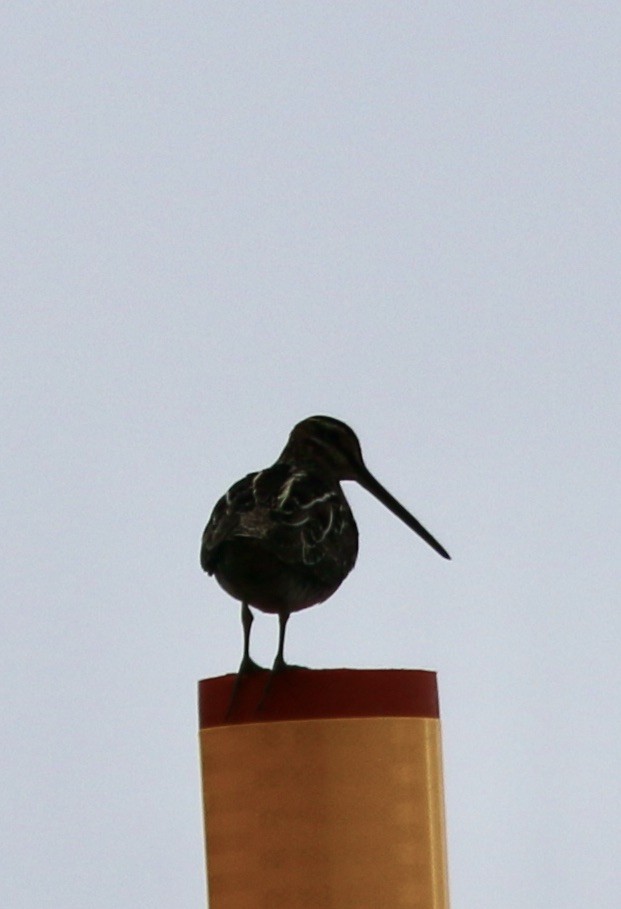 Wilson's Snipe - ML620605590