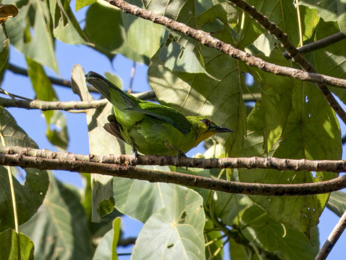 Yellow-throated Leafbird - ML620605591