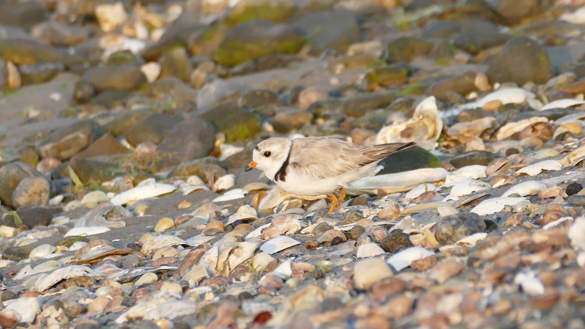 Piping Plover - ML620605592