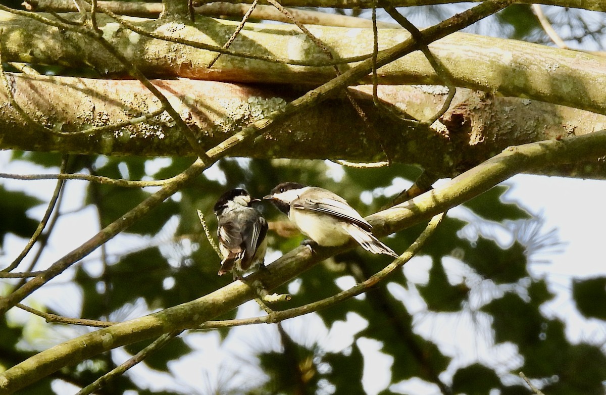 Black-capped Chickadee - Barb Stone