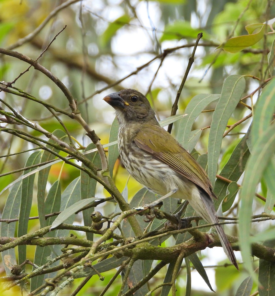 Çizgili Saltator - ML620605594