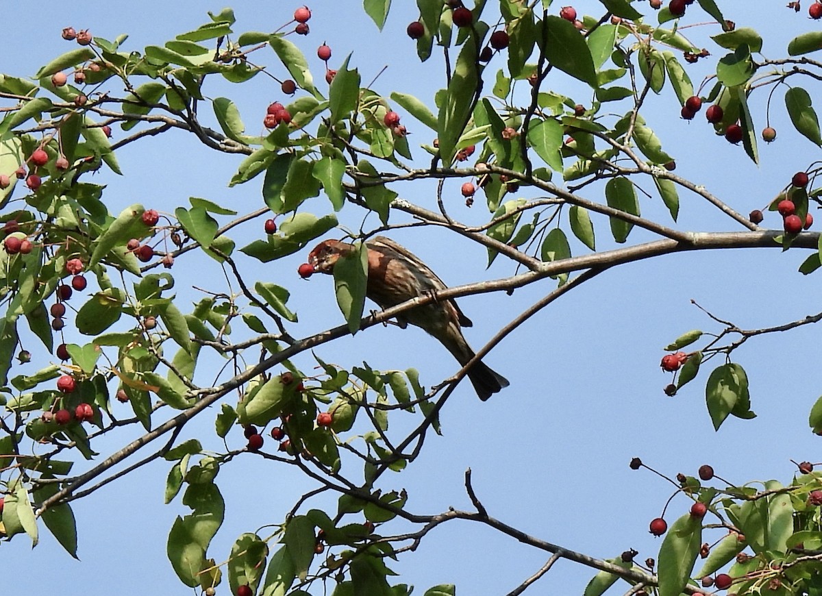 House Finch - ML620605595