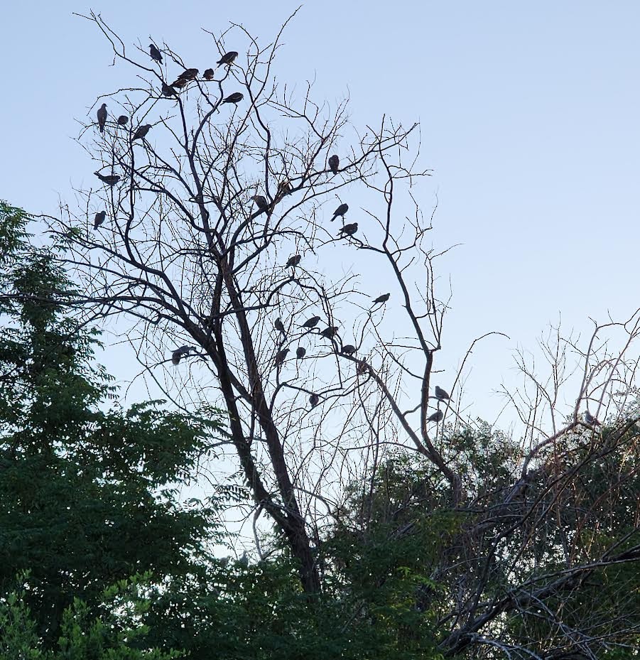 White-winged Dove - ML620605596