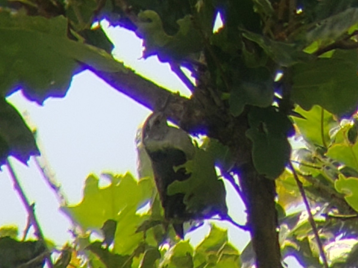 White-breasted Nuthatch - ML620605597