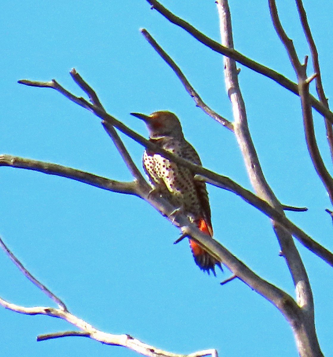 Northern Flicker (Red-shafted) - ML620605598