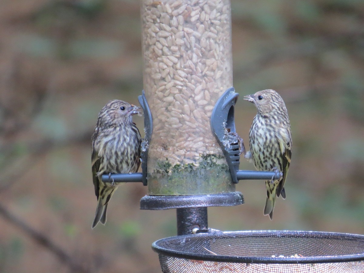 Pine Siskin - ML620605599