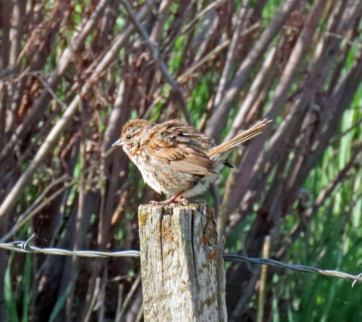 Song Sparrow - ML620605602