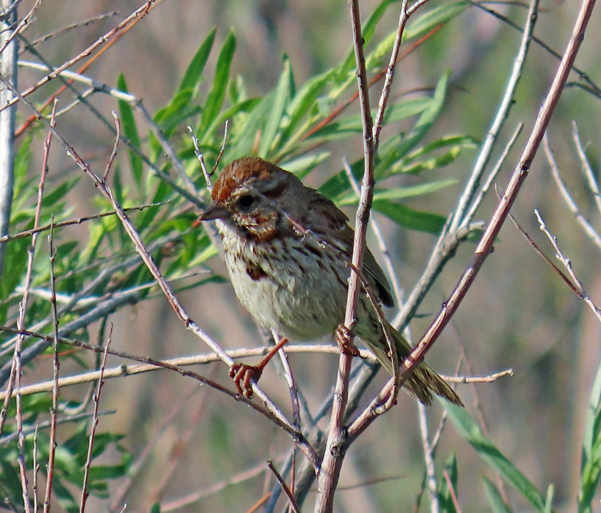 Song Sparrow - ML620605604