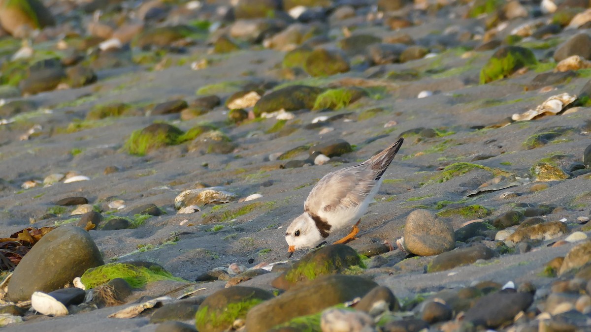 Piping Plover - ML620605606