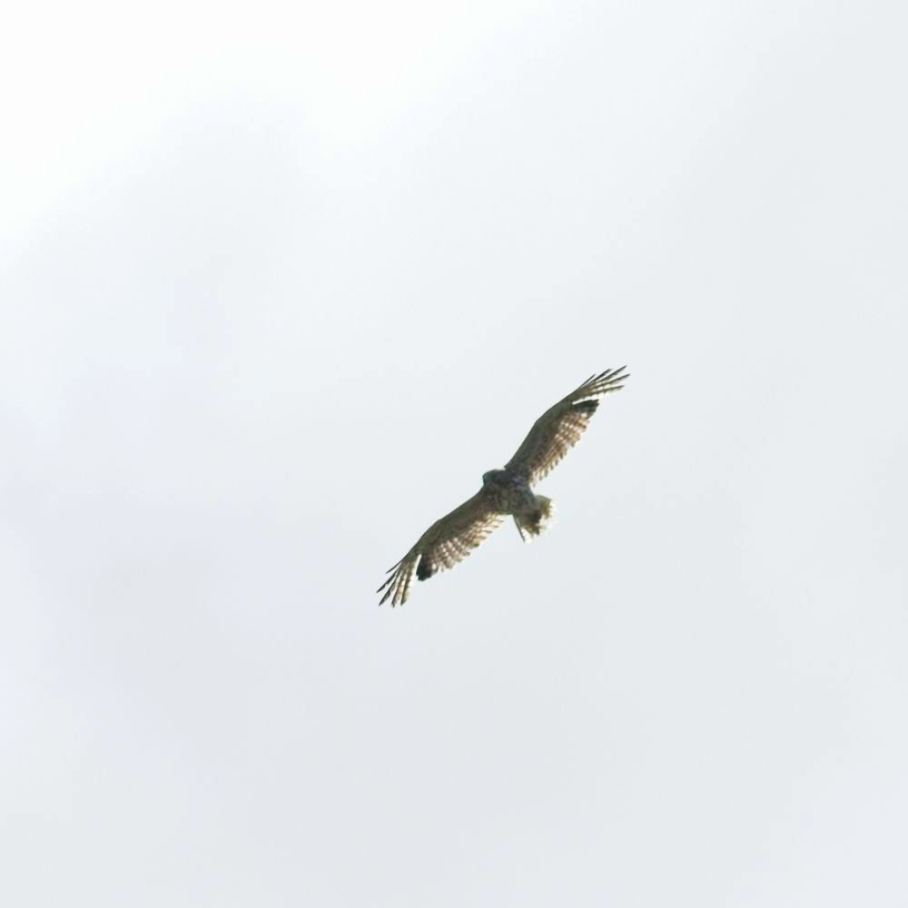 Buteo sp. - ML620605612