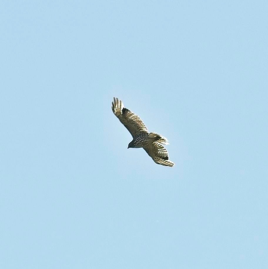 Buteo sp. - ML620605613