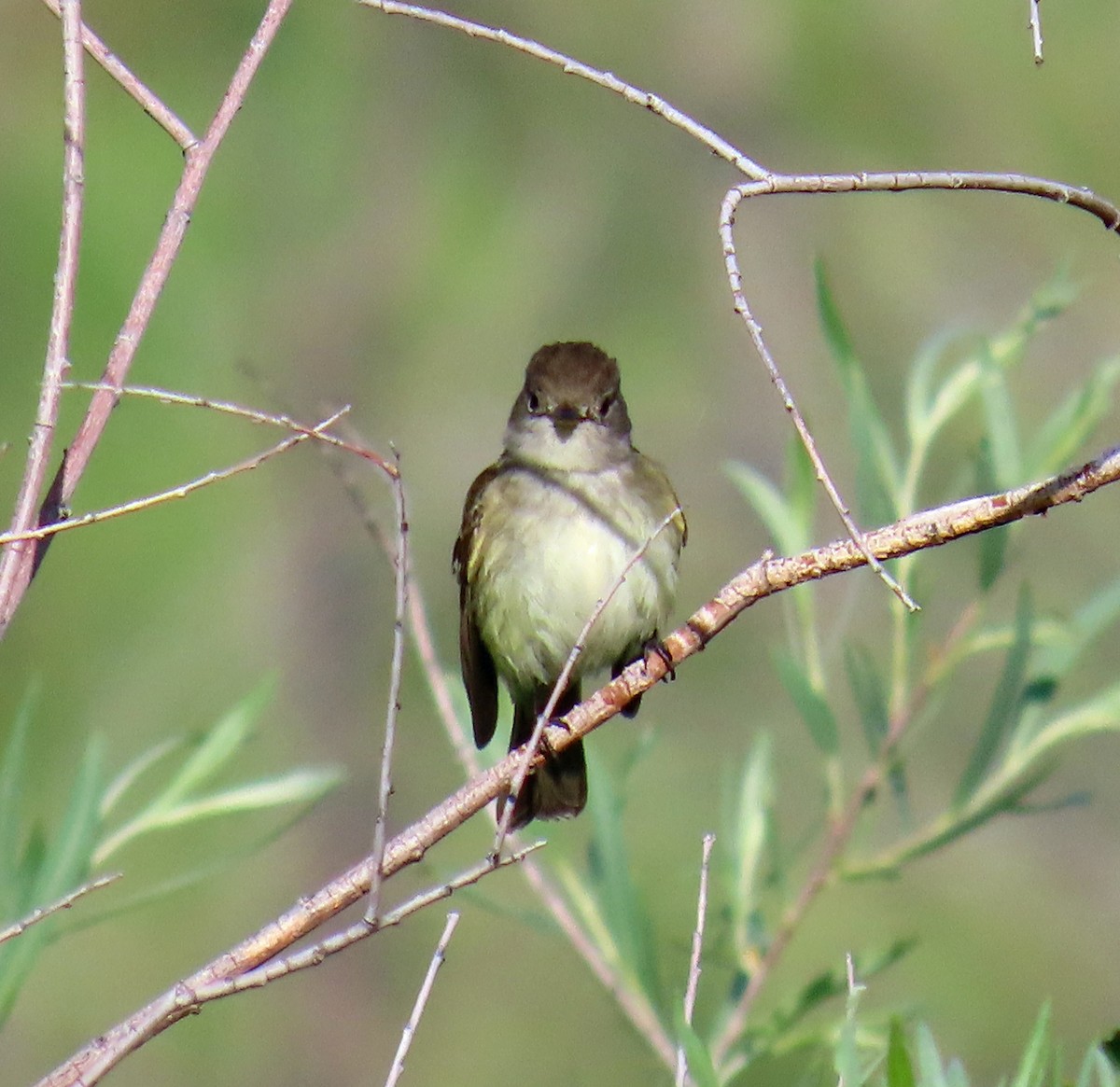 Willow Flycatcher - ML620605614