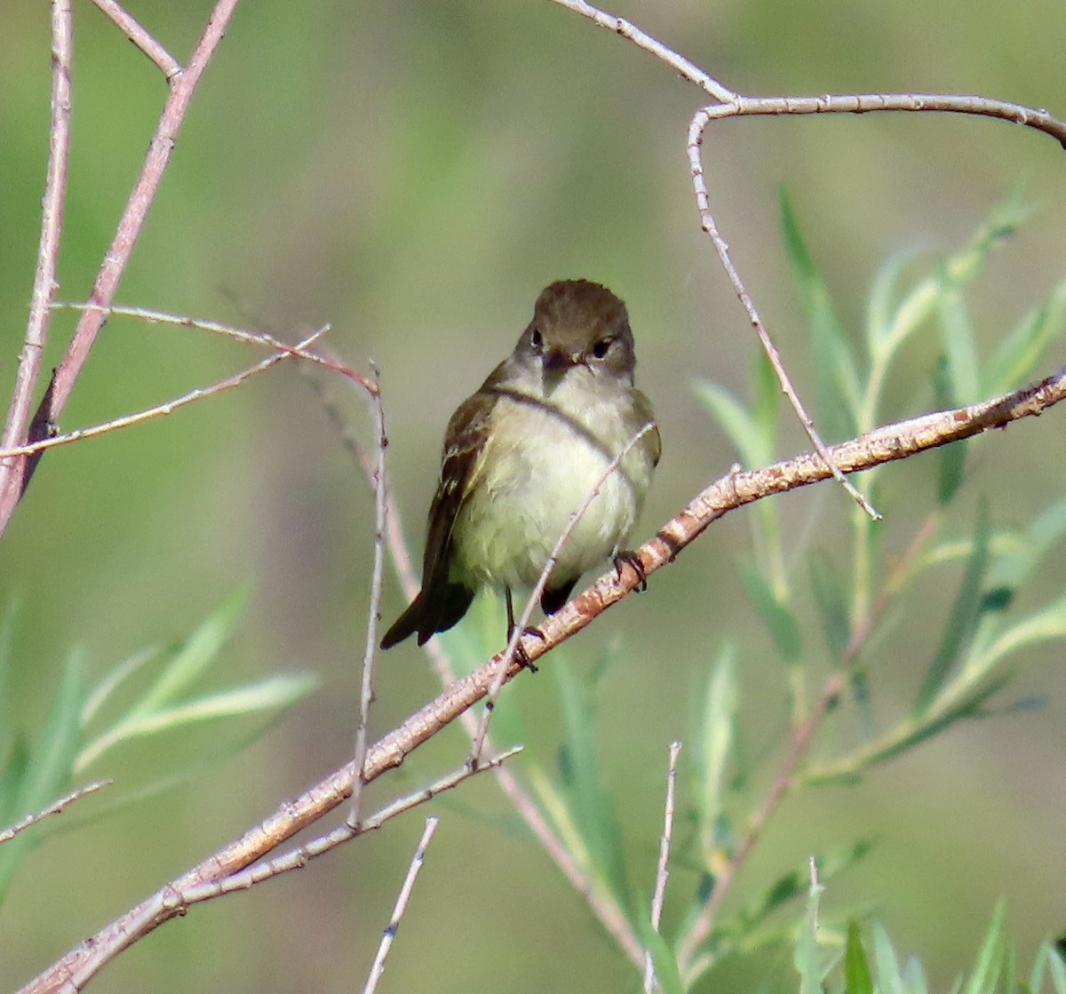 Willow Flycatcher - ML620605615