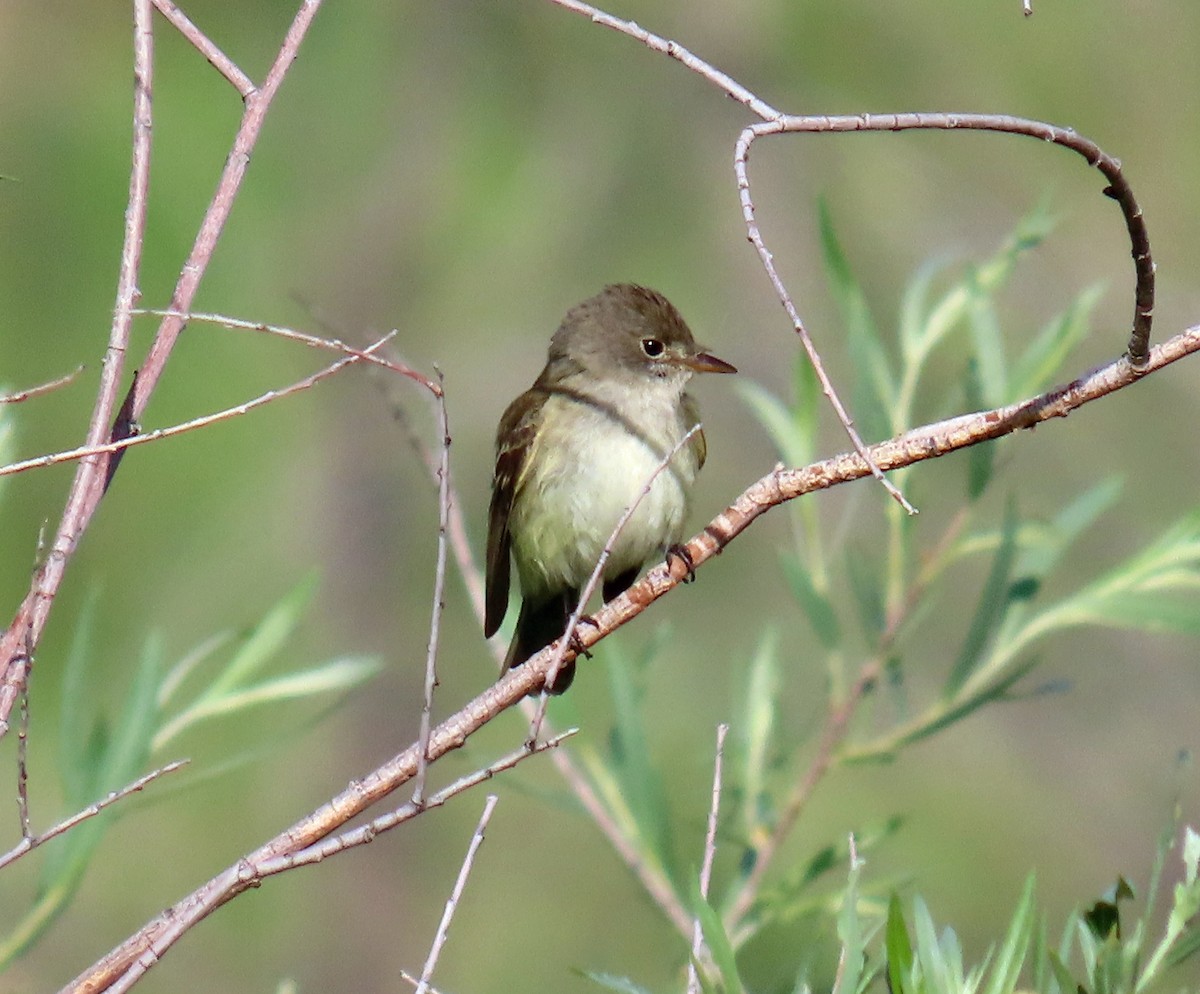 Willow Flycatcher - ML620605617