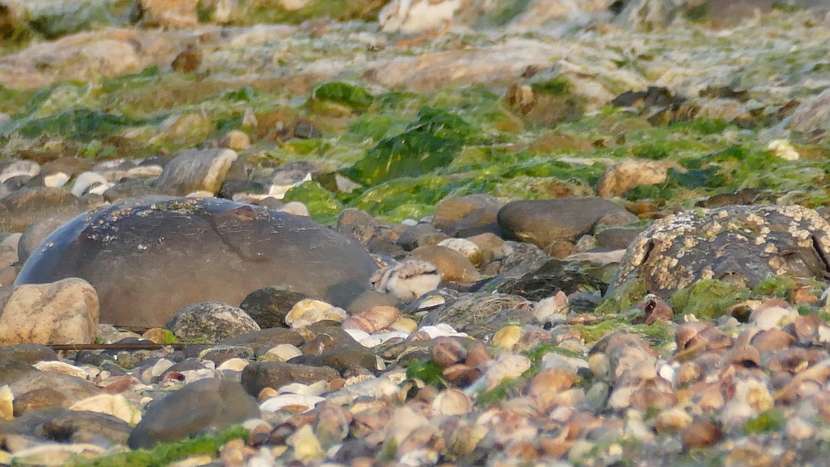 Piping Plover - ML620605619