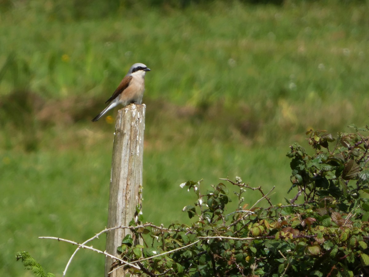 Red-backed Shrike - ML620605620