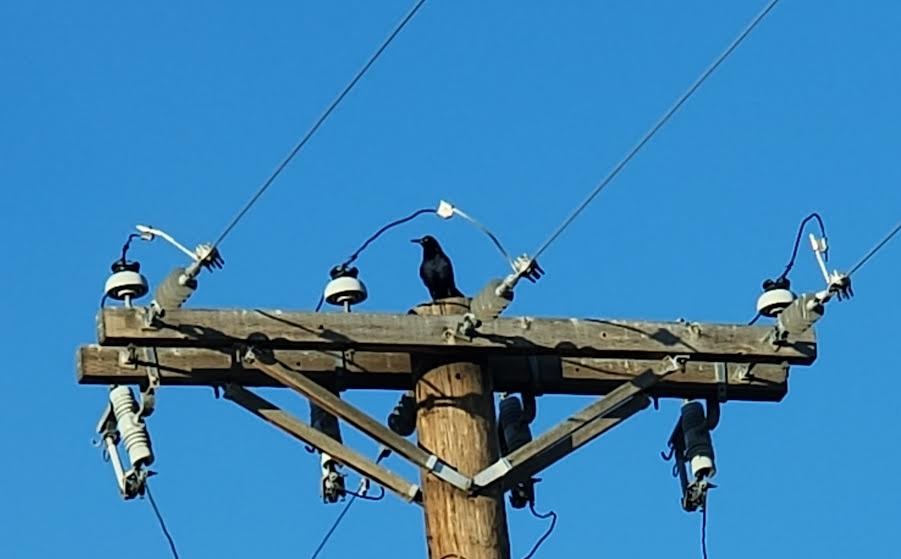 Great-tailed Grackle - ML620605621