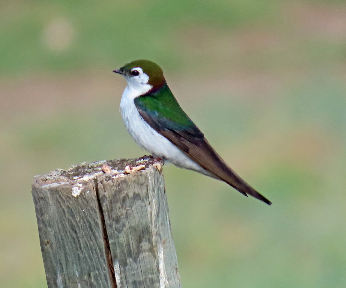 Hirondelle à face blanche - ML620605624