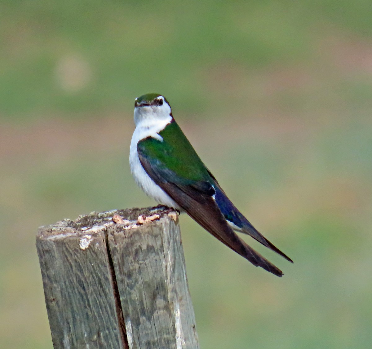 Violet-green Swallow - ML620605625