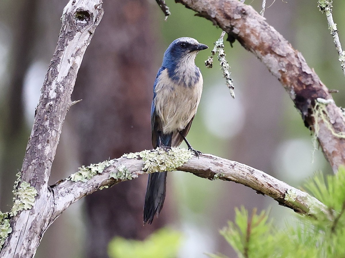 Florida Scrub-Jay - ML620605626