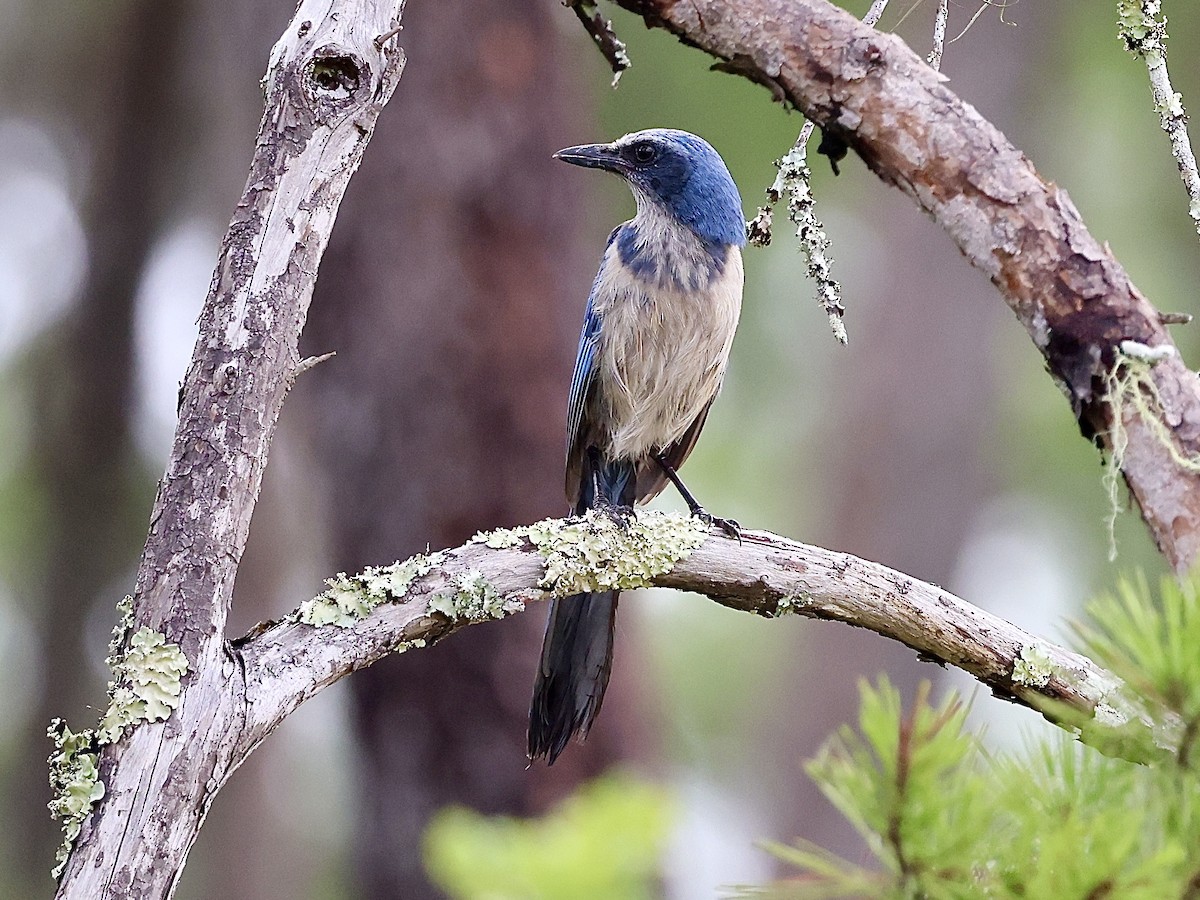 Florida Scrub-Jay - ML620605627