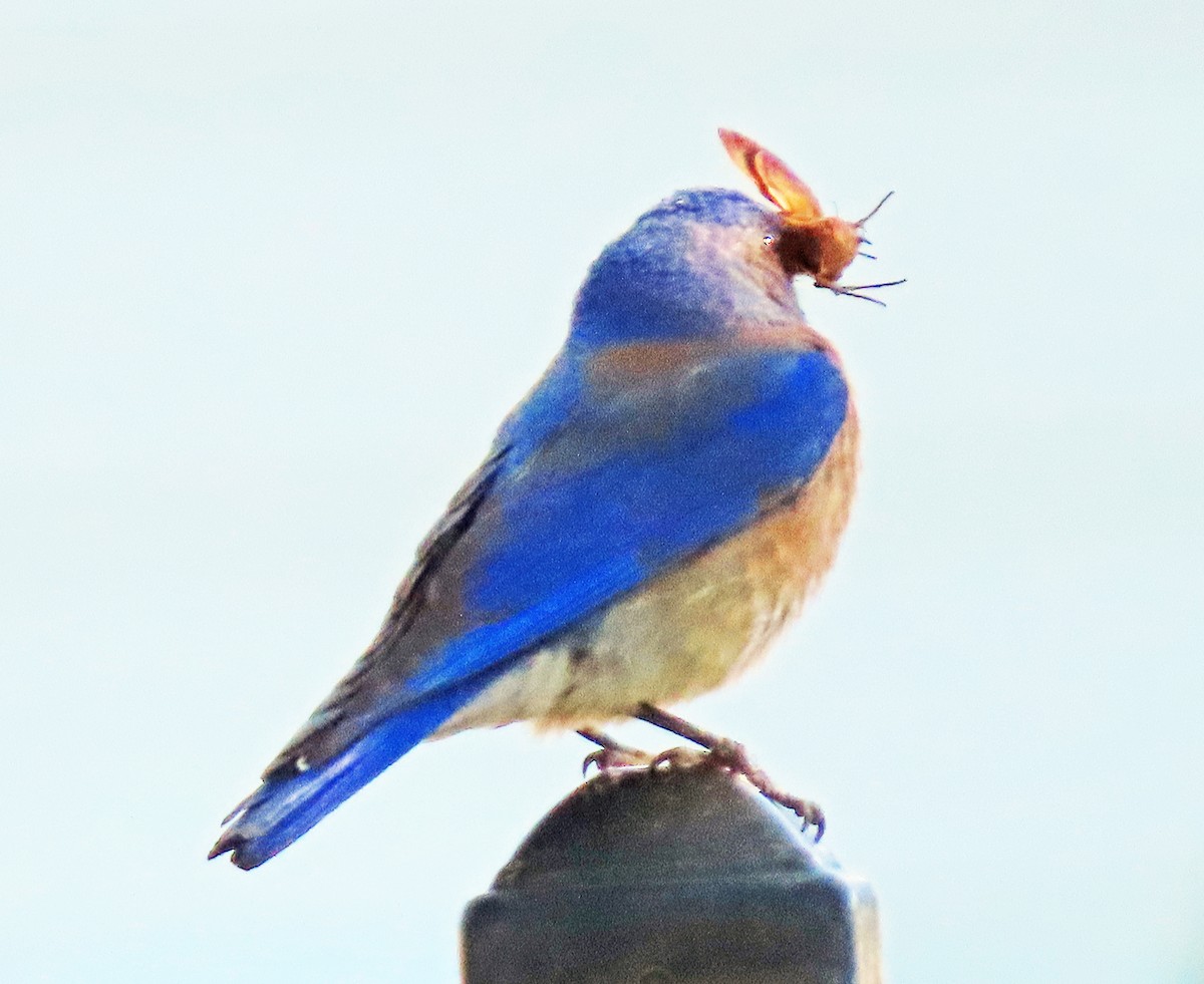 Western Bluebird - ML620605628