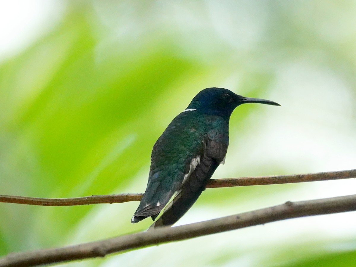 Colibrí Nuquiblanco - ML620605629