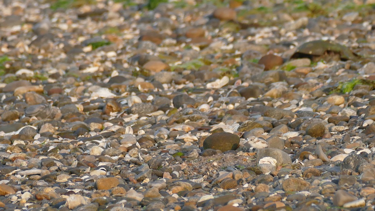 Piping Plover - ML620605631