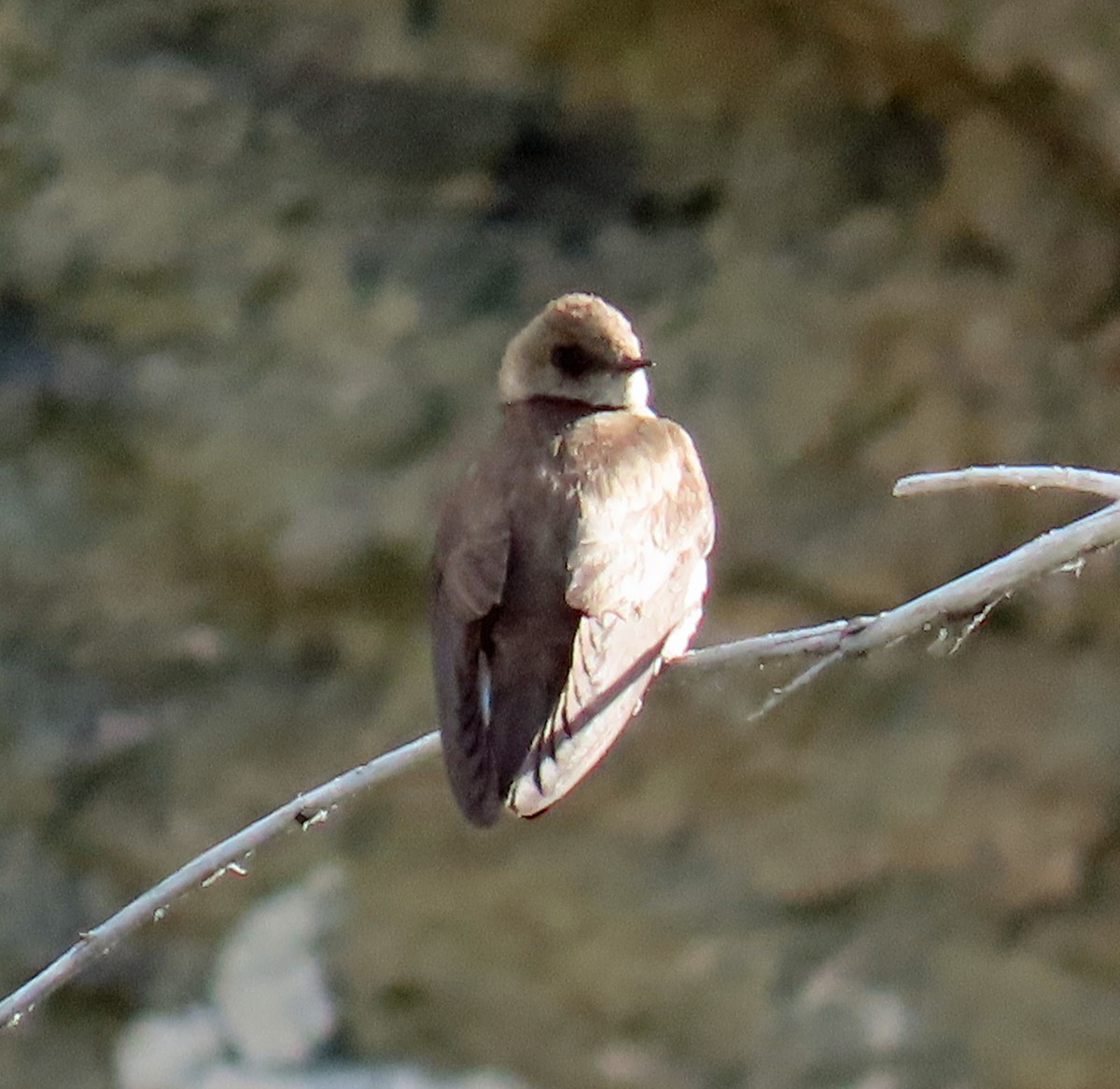 Northern Rough-winged Swallow - ML620605639