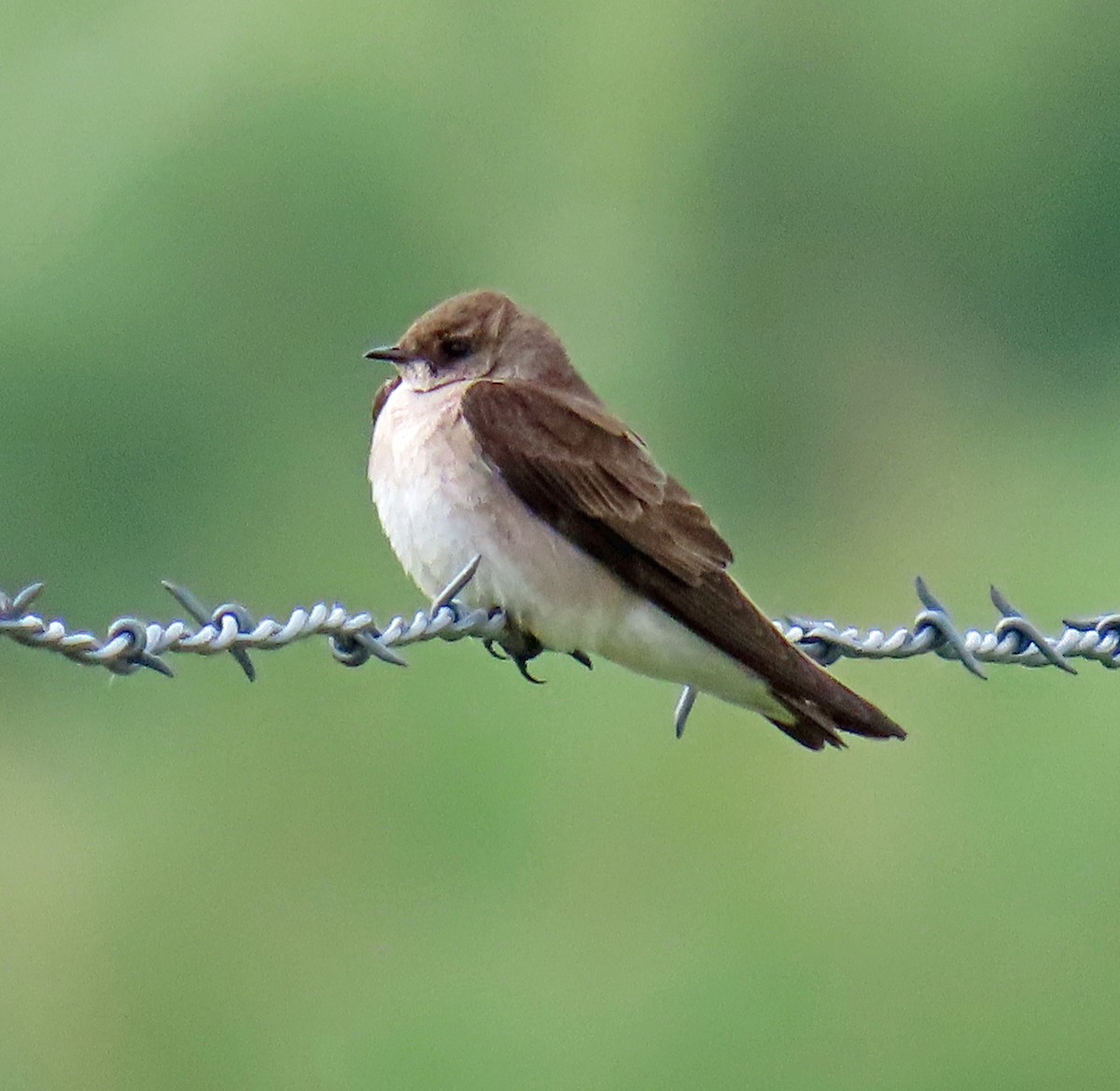 Hirondelle à ailes hérissées - ML620605640