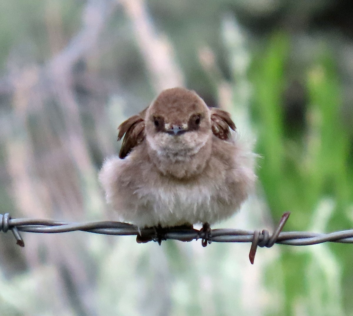 Hirondelle à ailes hérissées - ML620605641