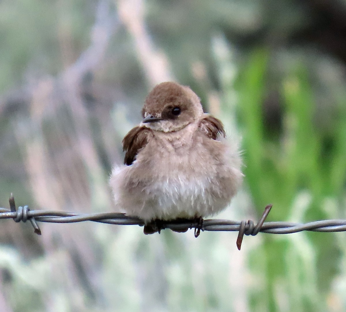 Northern Rough-winged Swallow - ML620605642