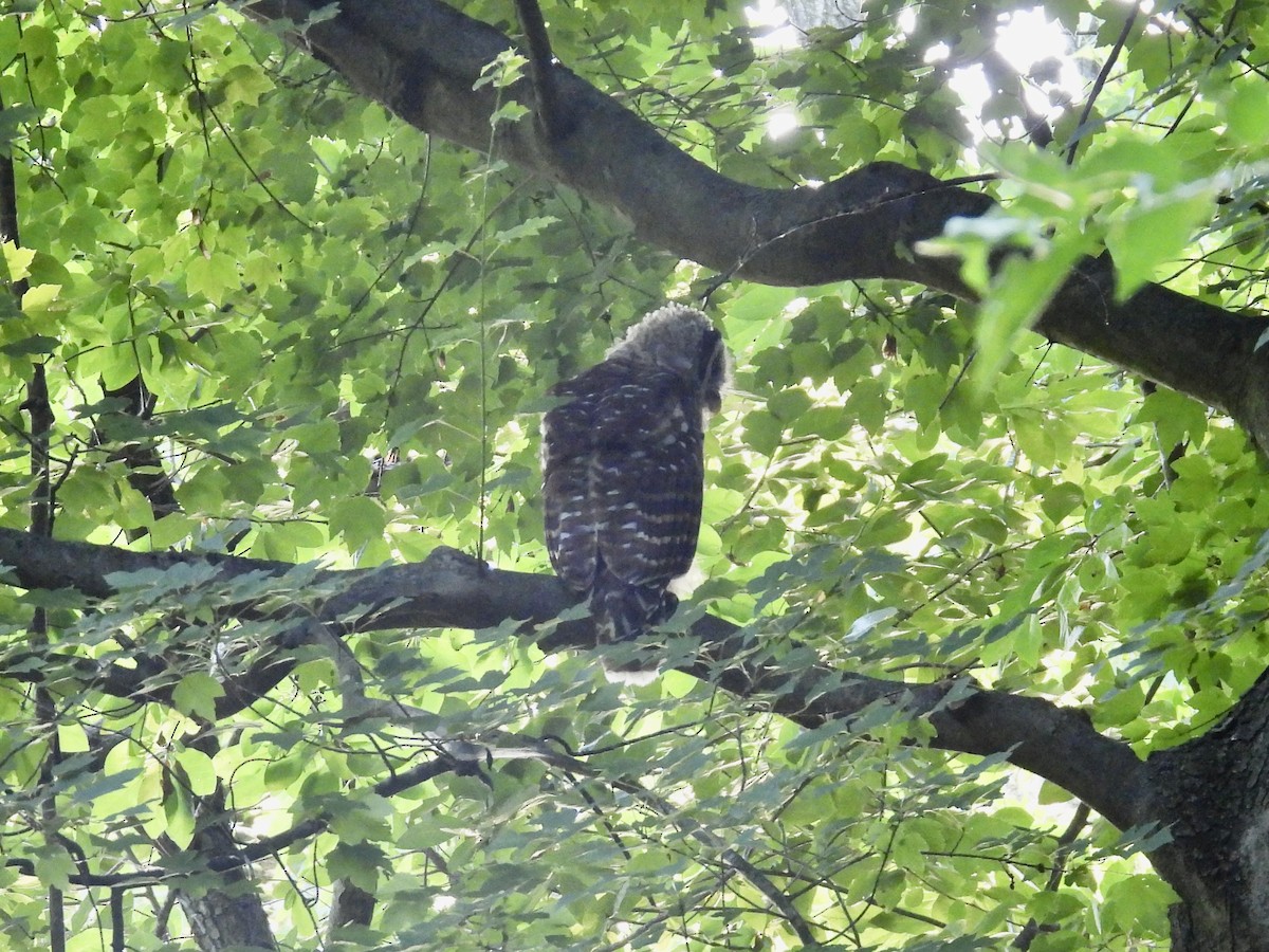 Barred Owl - ML620605644