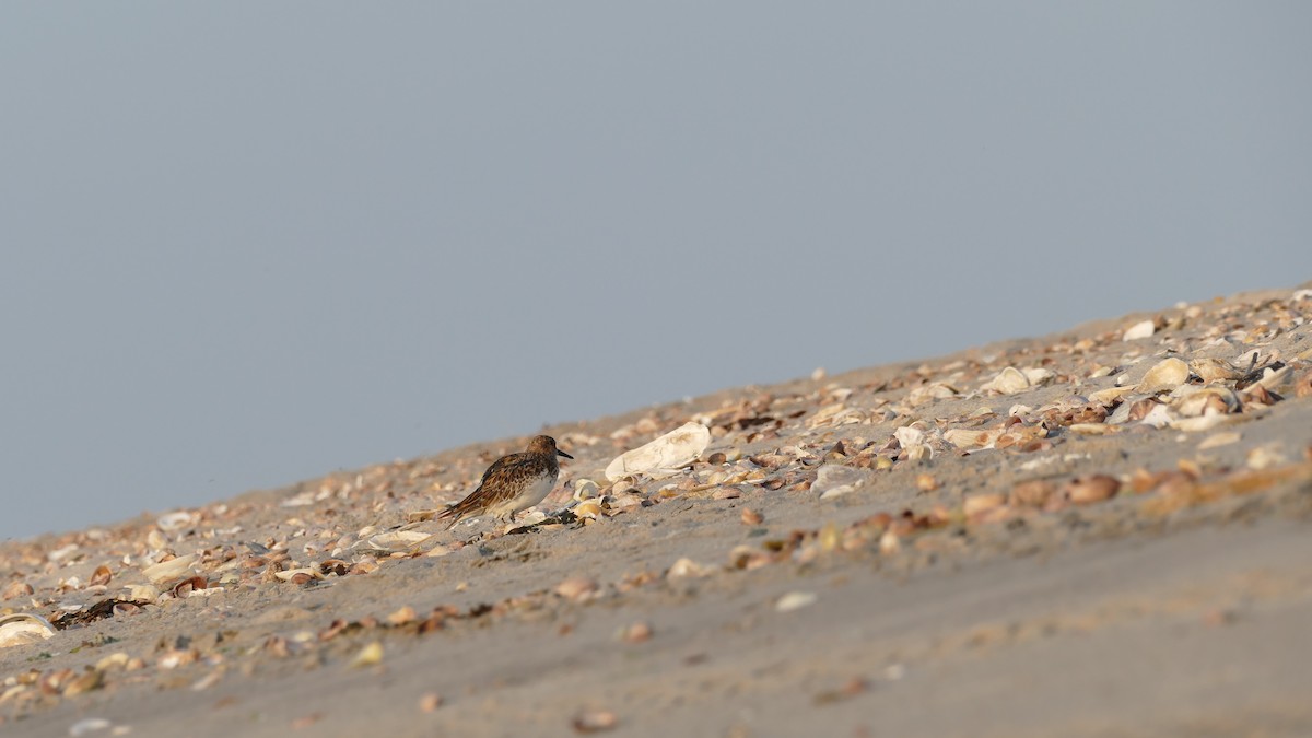 Bécasseau sanderling - ML620605645