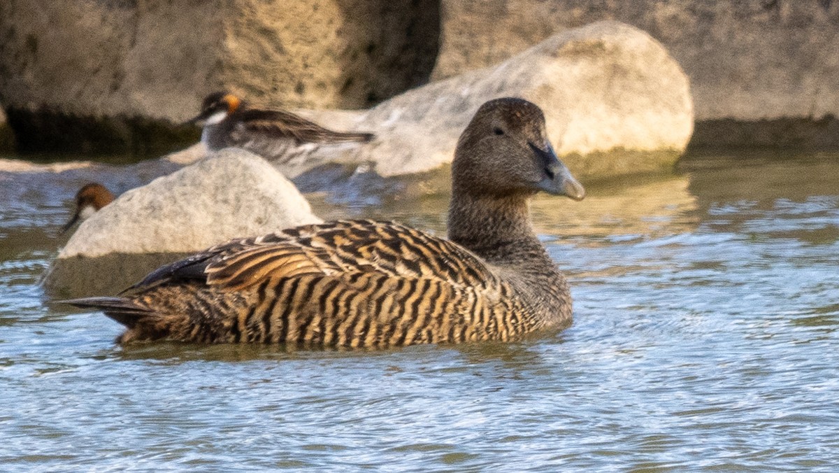 Common Eider - ML620605649