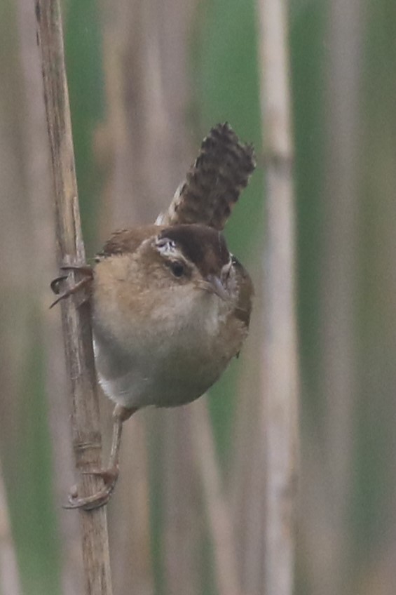 Marsh Wren - ML620605653