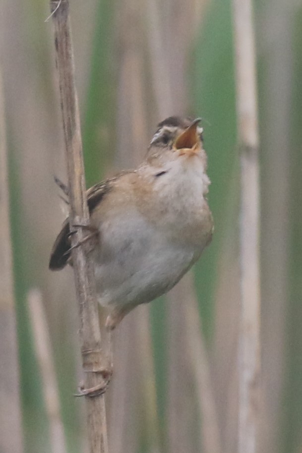 Marsh Wren - ML620605654