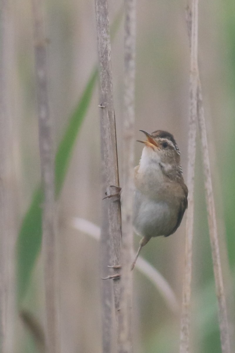 Marsh Wren - ML620605656