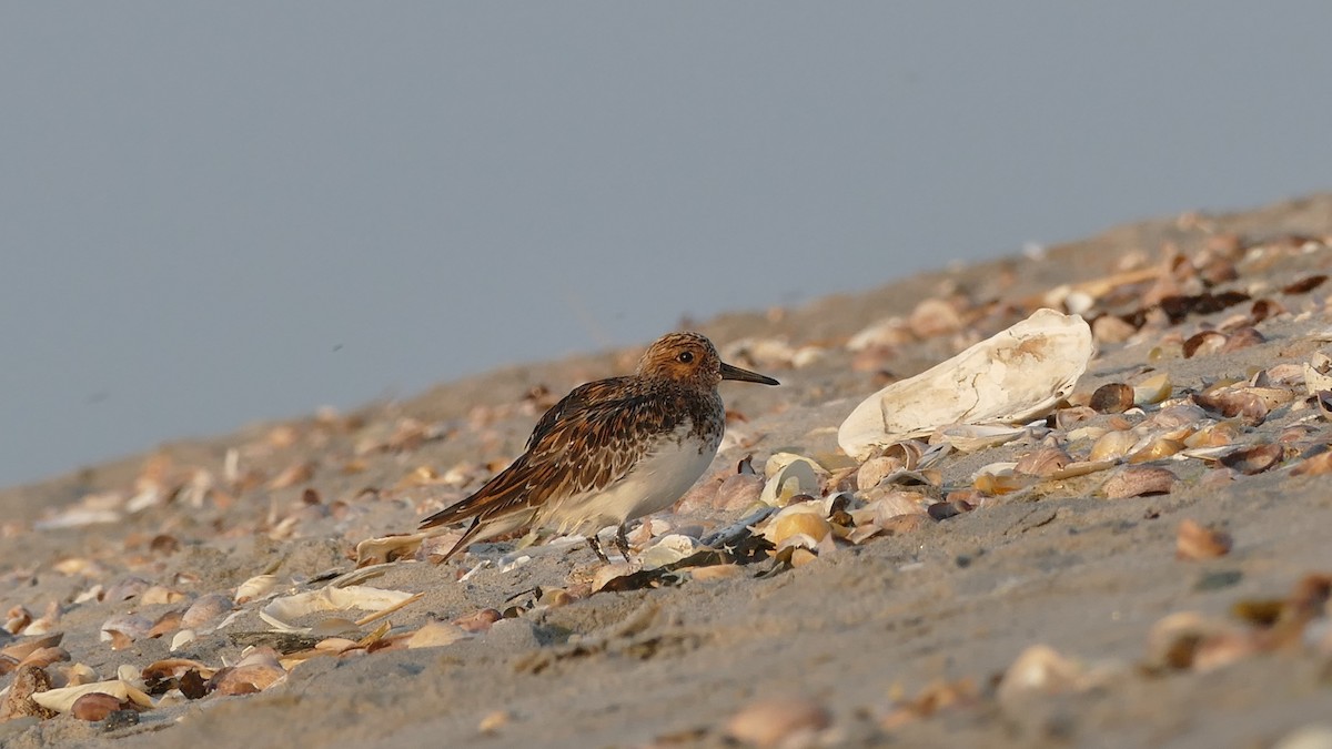 Bécasseau sanderling - ML620605660