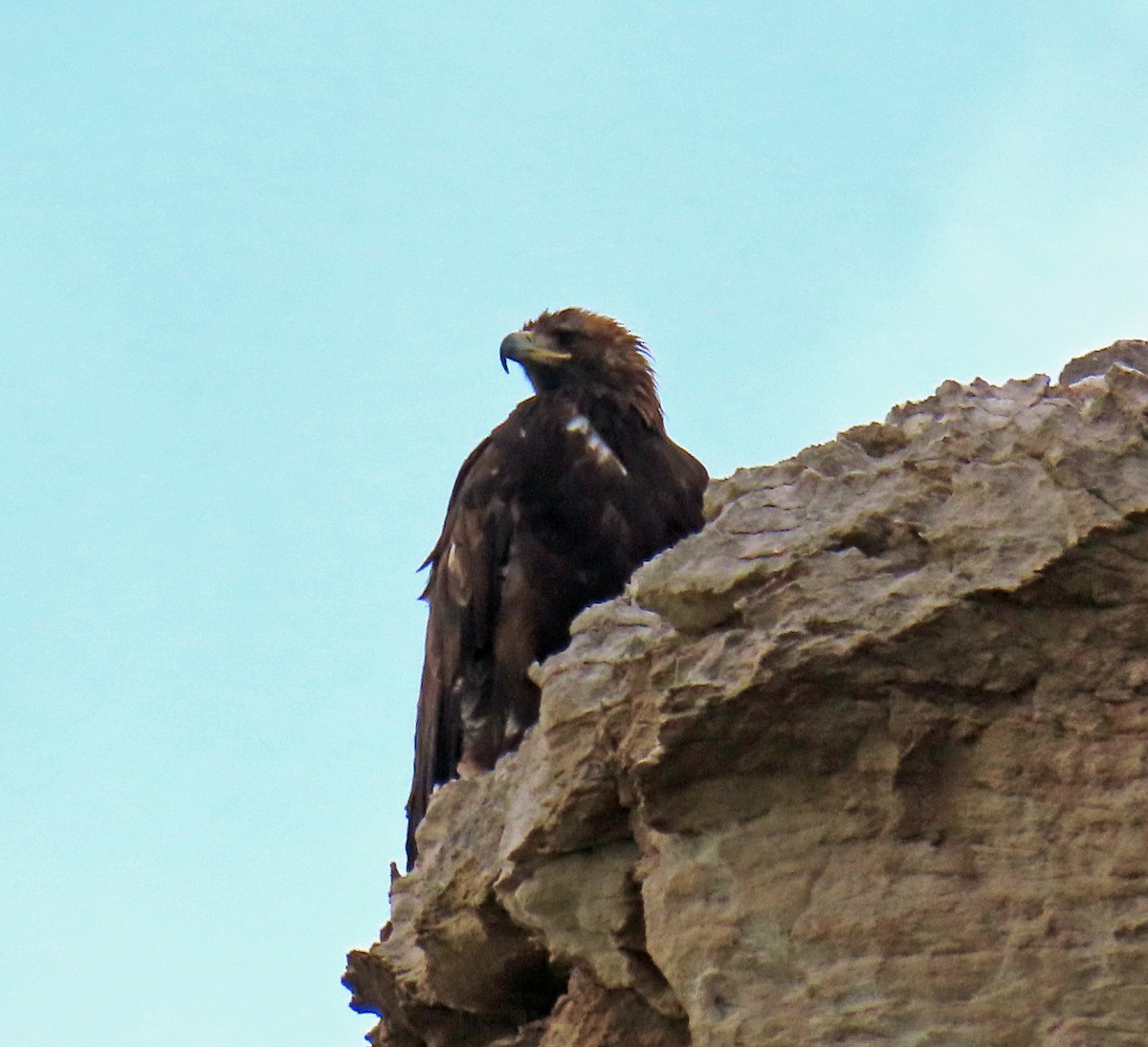 Golden Eagle - ML620605661