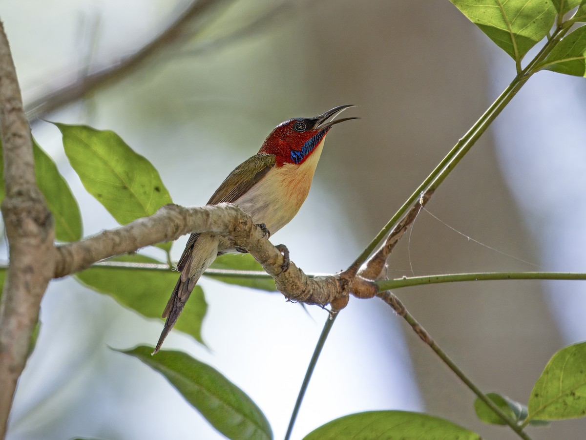 Lovely Sunbird - ML620605662